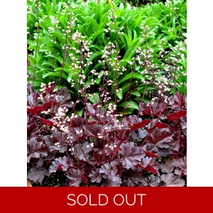 Heuchera 'Ebony and Ivory'